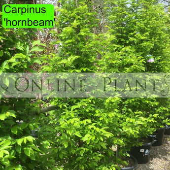 Carpinus Betulus Hornbeam