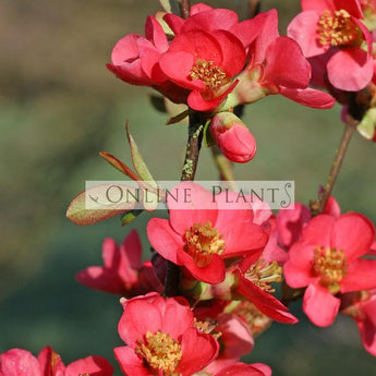 Chaenomeles speciosa Red