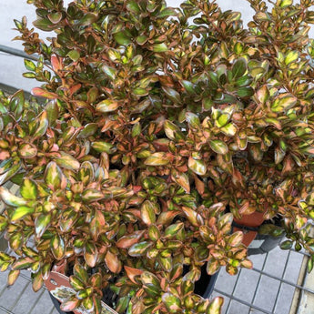 Coprosma Evening Glow