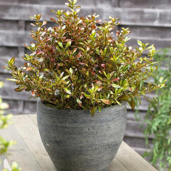 Coprosma Golden Glow