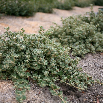 Correa Alba Prostrate