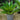 Cycad Revoluta Sago Palm