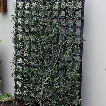 Espalier Olive