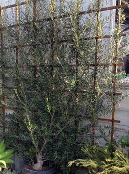 Olive Espalier