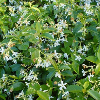 Espalier Star Jasmine