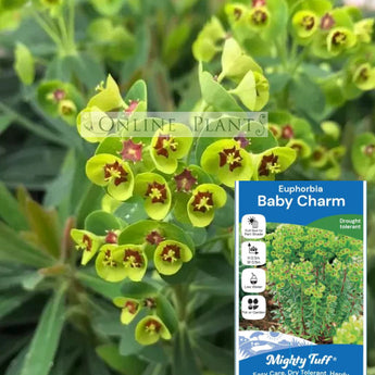 Euphorbia Martinii Baby Charm