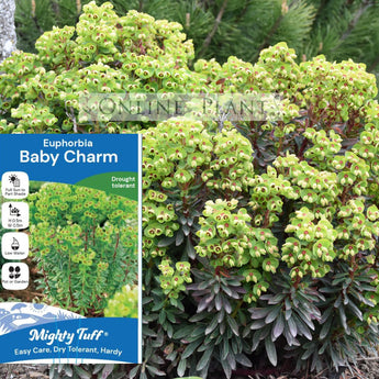 Euphorbia Martinii Baby Charm