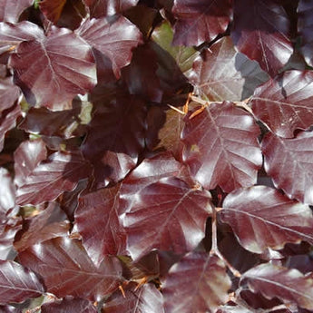 Fagus sylvatica Copper Beech