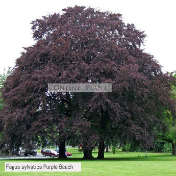 Fagus sylvatica Copper Beech