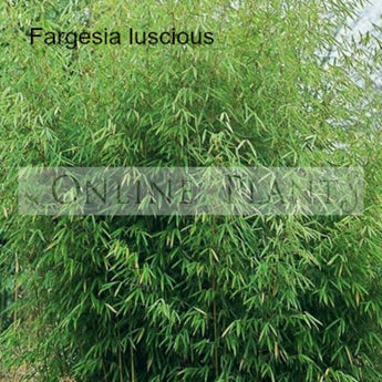 Fargesia Luscious bamboo