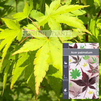 Acer Palmatum, Japanese Maple