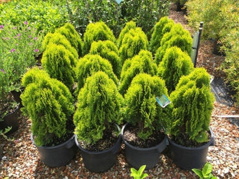 Thuja Golden Biota