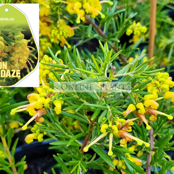 Grevillea Lemon Daze