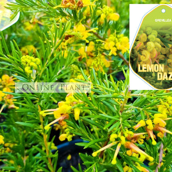 Grevillea Lemon Daze