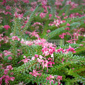 Grevillea Lanigera Woolly Bear Hero