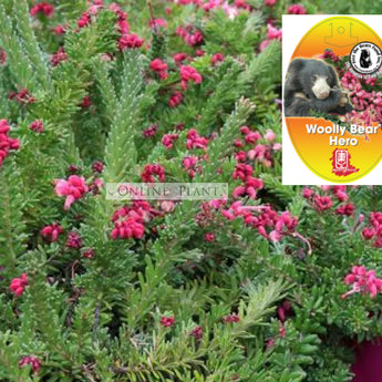 Grevillea Lanigera Woolly Bear Hero