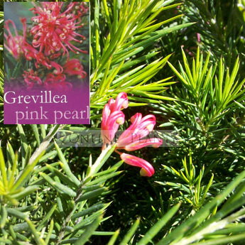 Grevillea Pink Pearl