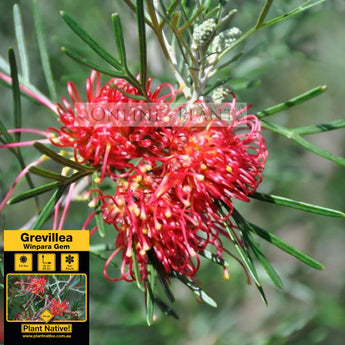 Grevillea Winpara Gem