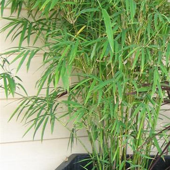 Drepanostachyum Falcatum, Himalayan Weeping Bamboo