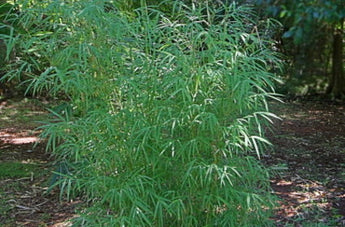 Drepanostachyum Falcatum, Himalayan Weeping Bamboo