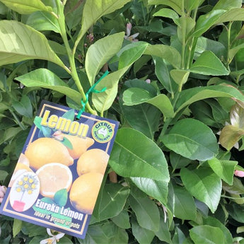 Citrus tree Lemon Eureka