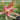Leucadendron salignum Fireglow