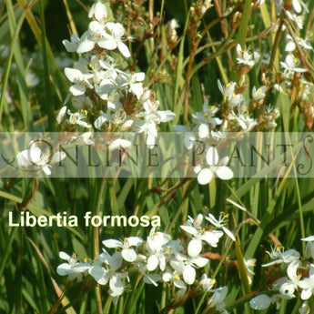 Libertia Formosa