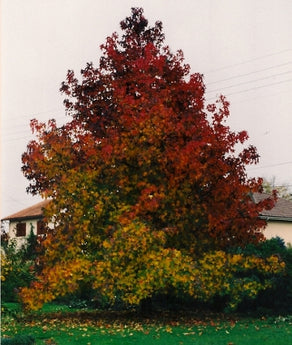 Liquid Amber Tree for Sale, Styraciflua