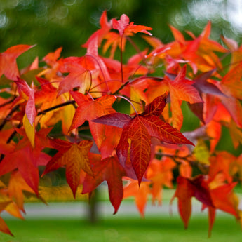 Liquid Amber Tree for Sale, Styraciflua