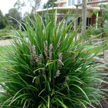 Liriope Isabella