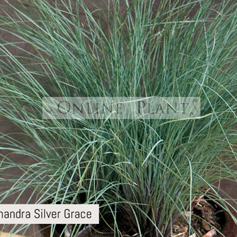 Lomandra Confertifolia Silver Grace