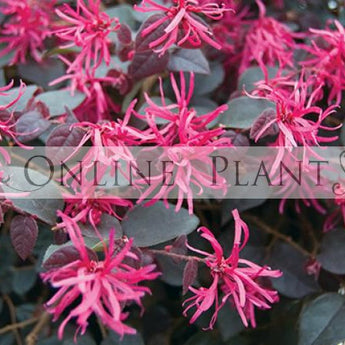 Loropetalum Burgundy