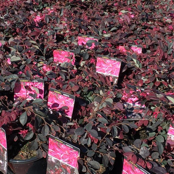 Loropetalum China Pink