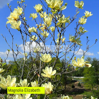 Magnolia Elizabeth