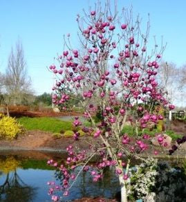 Magnolia Black Tulip