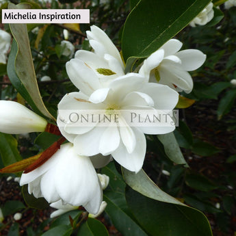 Magnolia/Michelia Doltsopa X Laevifolia 'Inspiration'