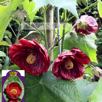 Abutilon Nabob