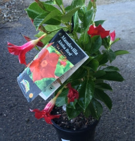 Mandevilla aloha red