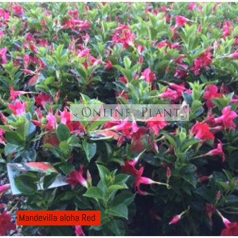 Mandevilla aloha red