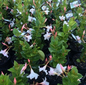 Mandevilla aloha white