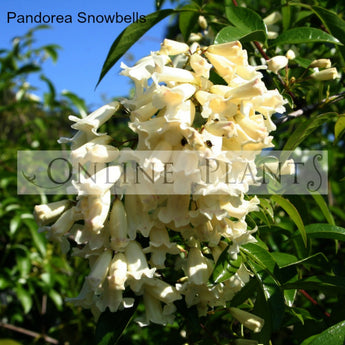 Pandorea Pandorana Snowbells