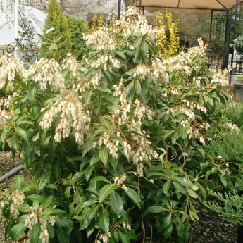 Pieris Japonica