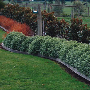 Pittosporum Tenuifolium Golf Ball