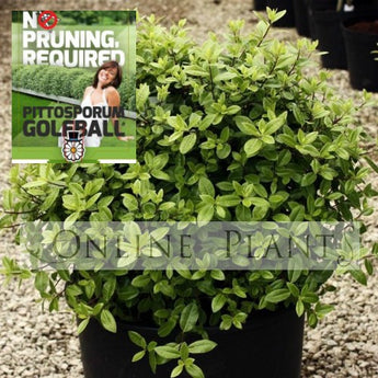 Pittosporum Tenuifolium Golf Ball