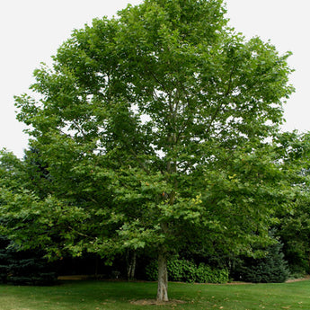 Platanus X Acerifolius London Plane