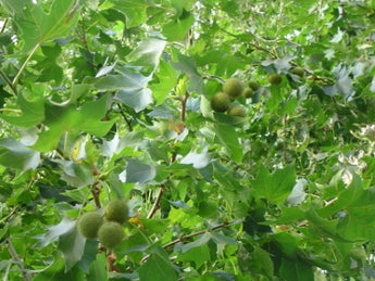 Platanus X Acerifolius London Plane