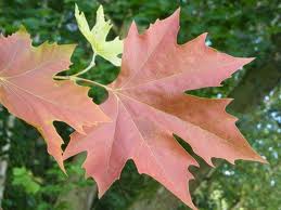 Platanus orientalis insularis, Autumn Glory