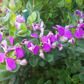 Polygala Dazzler