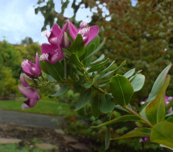 Polygala Grandiflora