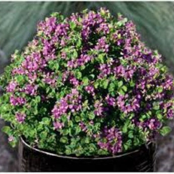 Polygala Little Poly